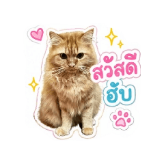 SODA CAT litter