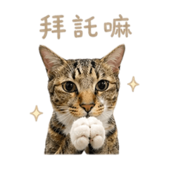 帝帝日常用語篇
