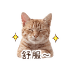 傻貓^o^