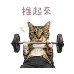 健身房貓咪語錄