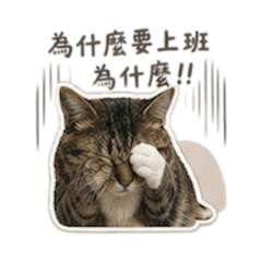 帝帝日常工作生活篇