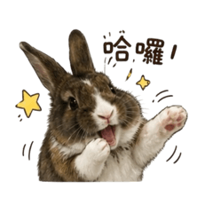 小P兔の日常