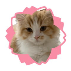 shizupom_20260505110805