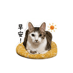 阿白的日常1.0