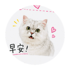 乖乖貓 ～英長