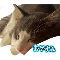 koha_2026050501122