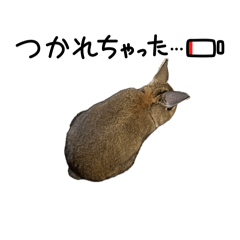 Ramiricha