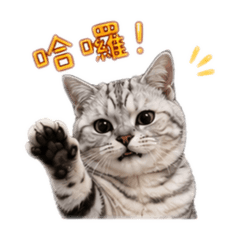 小咪大咪