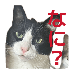 Chiisuke&chuchu_20260504180018