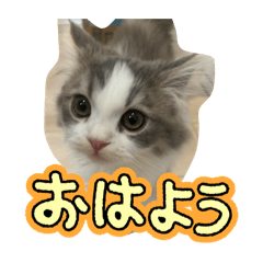 goro_special_one
