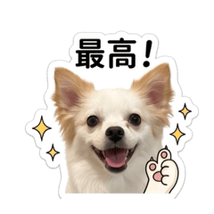 mel_20260504194152