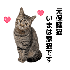 Cat House_20260504230225