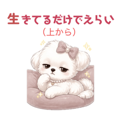 KOYUKI 3kg_20260504224714