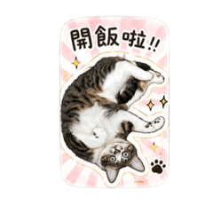龍龍日常：白底虎斑的廢萌生活