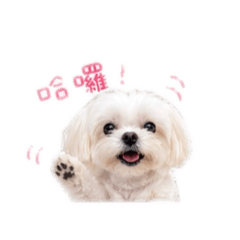 阿寶小baby