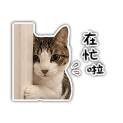 韓小嗚嗚ᵗʷᵒʺ̤