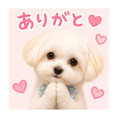 daisuke_20260505021011