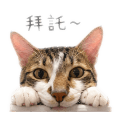 皮蛋爹斯