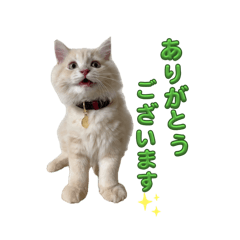 mama_20260505042945