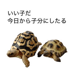 nanatu_20260505115212