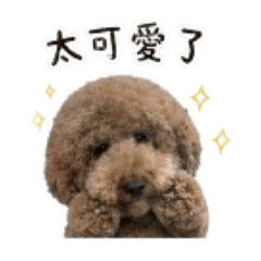 貴賓狗日常用語（粉粿）