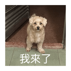 碗粿6767