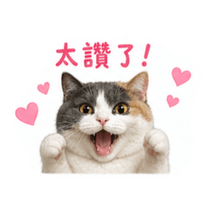 Mando 貓貓_日常篇