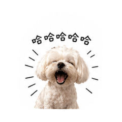 超Q小寶咪