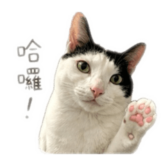 嚕咪小少爺日常