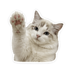 Rui meow meow