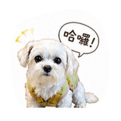 超Q小糖豬