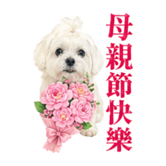 布布十歲紀念