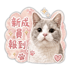 吐司的日常貓舍