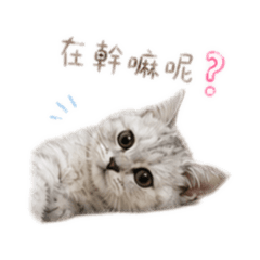 炭大吉是我