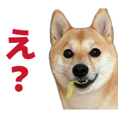 Bam_20260505134834
