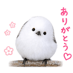 Shimaenaga-chan's Daily Life