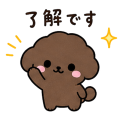 深棕色玩具貴賓犬的日常貼圖