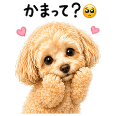 Needy Maltipoo Love Stickers