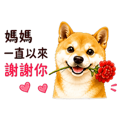 柴犬太郎 致親愛的媽媽