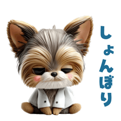 Pharmacy Yorkshire Terrier