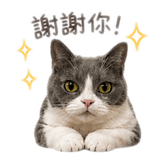 可愛妹妹小貓咪