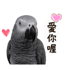 *灰寶表情包*