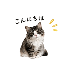 Mofu Neko Days Real Cat