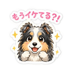 sheltie toa
