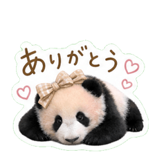panda greeting1
