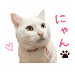 rin_20260505063806
