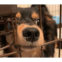 This dog's name is MAX