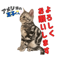 Prince of the American Shorthair