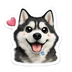 Husky Reaction Stickers