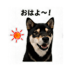goma - Daily Chat Stickers